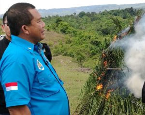 Kepala BNNP Aceh,Brigjen Pol Faisal Abdul Naser, ketika memusnahkan tanaman ganja. (Foto/Ist)