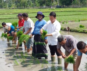 Andi HS bersama petani, ikut turun ke sawah menanam padi pada lahan yang menjadi percontohan subsidi tunai petani (STP) di Padang Tiji, Pidie. (Foto/Ist)
