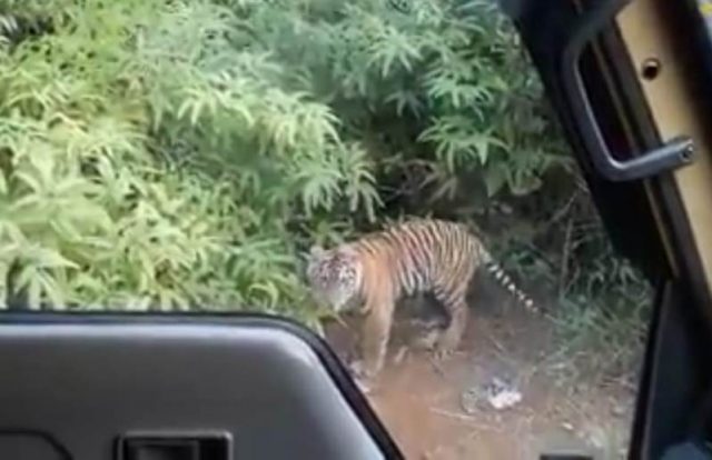 WhatsApp Image 2018-09-21 at 19.19.42 Harimau atau macan yang berkeliaran bebas di kawasan Gunung Banteng Desa Alue Rambot Kecamatan Darul Makmur, Nagan Raya, Kamis (20/9/2018). (Foto/Ist)