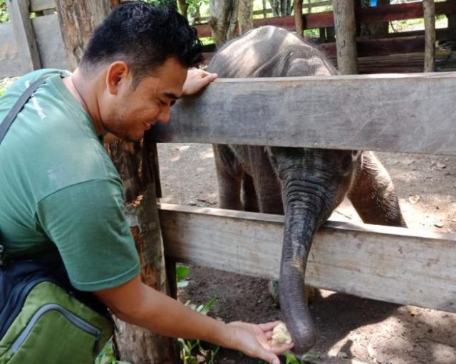 WhatsApp Image 2018-09-24 at 17.36.15(1) Amirah alias Mey, anak gajah yang dievakuasi dari Geumpang, Aceh, karena terluka akibat jeratan, akhirnya mati di Pusat Latihan Gajah Saree, Kecamatan Lembah Seulawah, Aceh Besar, Senin (24/9/2018). (Foto/Ist)