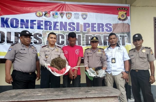 46049461_517404485445533_4661205526766419968_n Kapolsek Kaway XVI, Aceh Barat, Ipda Andri Jusman, memperlihatkan seorang tersangka berinisial M yang diduga terlibat sebagai pengedar ganja di kawasan itu. (Foto/Dedi Iskandar)