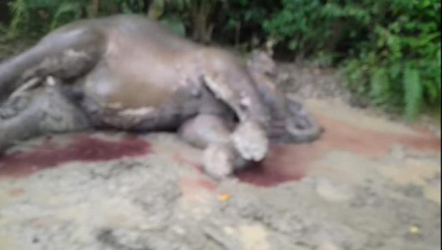 WhatsApp Image 2018-11-15 at 17.25.25 Inilah bangkah gajah liar berjenis kelamin betina yang ditemukan mati di kawasan pergunungan Krueng Tije Gampong, Blang Awe Kecamatan, Meureudu, Kabupaten Pidie Jaya, Kamis (15/11/2018). (Foto/Muhammad Riza)