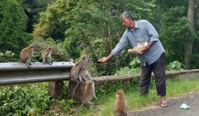 WhatsApp Image 2018-11-24 at 17.43.13 Sejumlah kera jenis ekor panjang yang banyak mejeng di tepi jalan lintas Beurenuen, Pidie - Meulaboh, tepatnya di kawasan perbukitan Gampong Blang Malo, Tangse, Pidie. Salah seorang warga yang melintasi jalan itu sedang memberikan nasi kepada kawanan kera tersebut, Sabtu (24/11/2018). (Foto/Muhammad Riza)