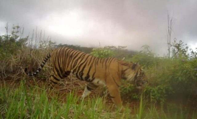 WhatsApp Image 2018-11-28 at 15.33.42 Harimau Sumatera yang berkeliaran di kawasan Pintu Angin Gunung Sekorong, Paya Dapur, Kluet Timur. (Foto/Ist)