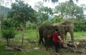 Mahot (petugas penjaga gajah) sedang membersihkan dan melakukan pengecekkan kondisi gajah sebelum diajak bermain bersama pengunjung, Kamis, (31/1/2019). (Foto/Zammil).