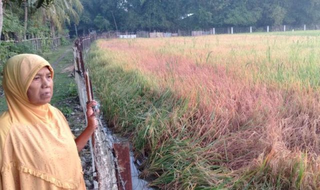 WhatsApp Image 2019-01-31 at 17.01.04 Seorang warga petani Gampong Raya Paya, Kecamatan Simpang Tiga, Pidie, sedang memperhatikan tanaman padinya yang terserang hama wereng jelang panen, Kamis (31/1/2019). (Foto/Muhammad Riza)