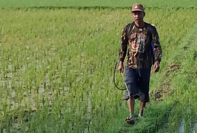 padi Seorang petani kembali dari sawahnya setelah melihat tanaman padinya yang terserang hama wereng dan sulit diselamatkan. Rabu (11/4/2018). (Foto/Muhammad Riza)