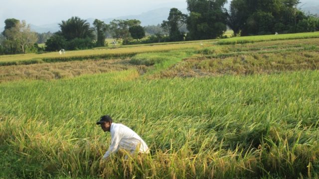 pidie jaya-1 Salah seorang petani di Pidie Jaya sedang bekerja di lahan padinya yang sudah mulai menguning. (Foto/Al-Farizi)