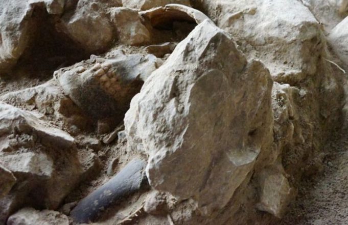 Kerangka manusia purba yang berusia 3.000 Tahun ditemukan di Mandale, Takengon, Aceh Tengah. (Footo/ist)
