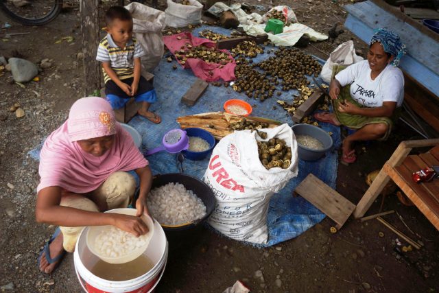 kolangkaling Pengolahan kolang kaling yang dikerjakan para ibu-ibu warga Desa Lam Aling, Aceh Besar. (Foto/Dani Randi)