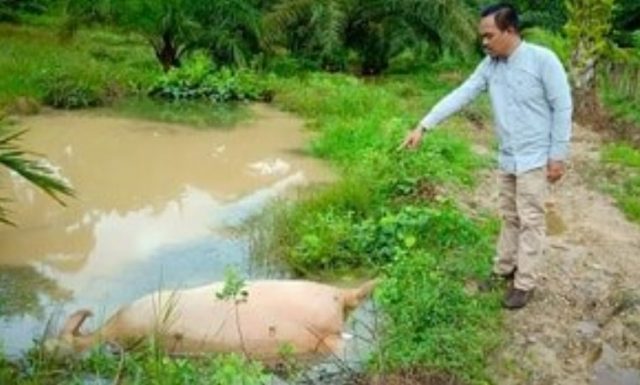 46132892_2260358017532518_4391180846967554048_n Warga Desa Gunung Pungki, Tadu Raya, Nagan Raya, memperlihatkan satu ekor ternak kerbau yang mati mendadak akibat terkena serangan penyakit ngorok. (Foto/Dedi Iskandar)