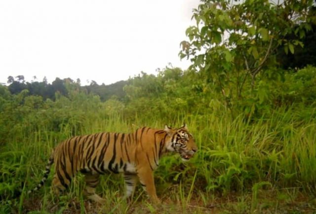 IMG-20181125-WA0001 Penampakan harimau Sumatera di kawasan Gunung Sengkarong, Aceh Selatan, yang meresahkan warga setempat. (Foto/Ist)