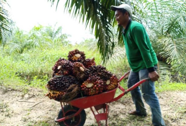 WhatsApp Image 2018-11-29 at 12.58.18 Mulyadi, petani di Desa Seunebok Punto, Trumon Timur, Aceh Selatan, sedang panen sawit. ((Foto/Faisal)