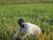 Lahan pertanian padi terbentang luas di hampir semua kabupaten di Aceh. (Foto/Dok Waspadaaceh.com)