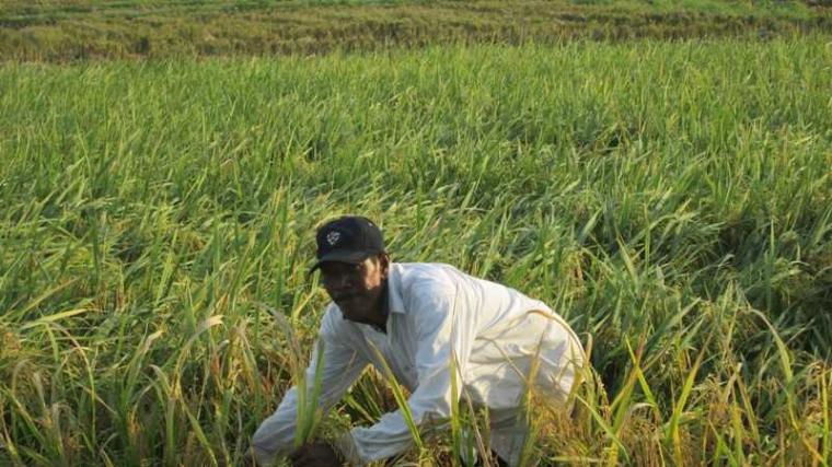 Lahan pertanian padi terbentang luas di hampir semua kabupaten di Aceh. (Foto/Dok Waspadaaceh.com)