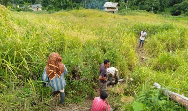 WhatsApp Image 2018-12-31 at 16.58.19 Petani Desa Krung Mangkom, Kecamatan Seunagan, melakukan pemotongan padi dengan alat tradisional ane-ane, Senin (31/12/2018). (Foto/Muji Burrahman)