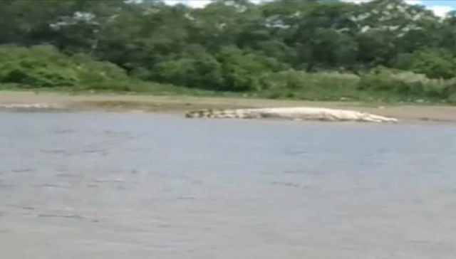 WhatsApp Image 2019-01-07 at 17.19.33 Penampakan buaya putih di kawasan Sungai Rawa Singkil, yang diambil dari rekaman video warga berdurasi 14 detik, yang kini beredar luas di masyarakat. (Foto/Ist)
