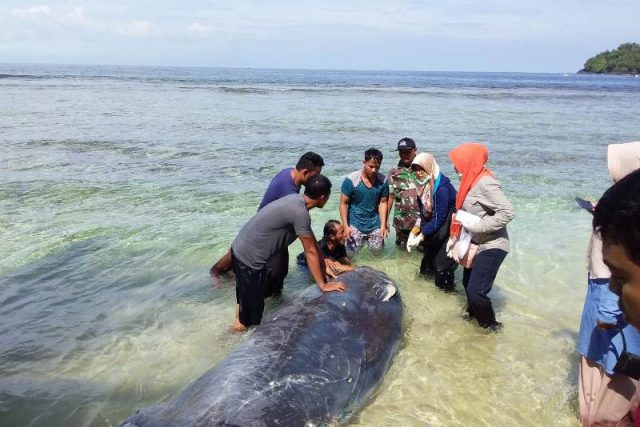 WhatsApp Image 2019-01-31 at 15.13.31 Seekor paus terdampar di pesisir laut Lhok Keutapang, Tapaktuan, hebohkan warga, (31/01/2019). (Foto/Faisal)