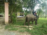 Mahout (petugas penjaga gajah ) sedang melayani pengunjung yang sedang bermain bersama gajah di seputaran Camp CRU Sampoiniet, Aceh Jaya, Kamis (31/1/2019). (Foto/Zammil)