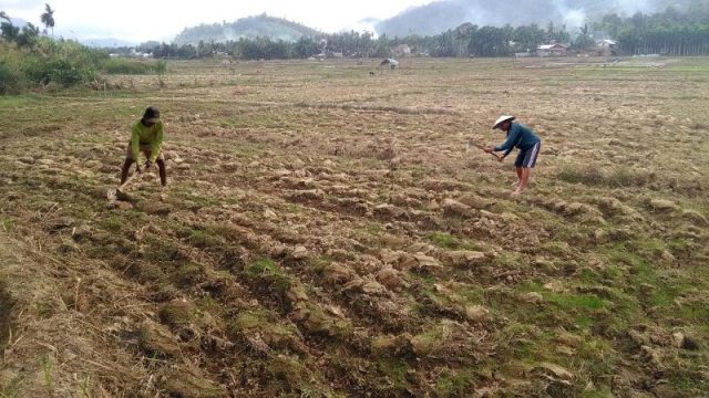 sawah kering Areal persawahan di Desa Kampung Sawah, Kecamatan Kluet Tengah, Aceh Selatan, yang mengalami kekeringan. (Foto/Faisal/Kompilasi-Ist))