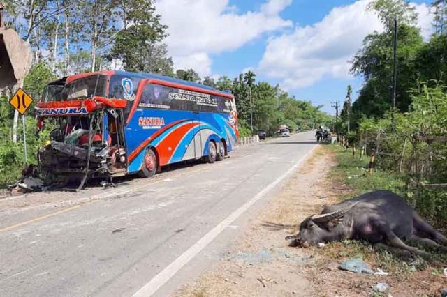 bus_tabrak_kerbau