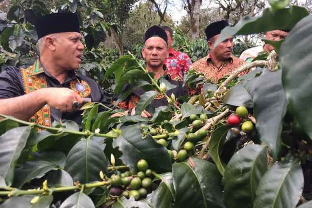 kopi_arabika