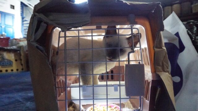IMG-20220311-WA0001