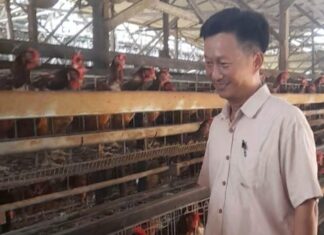 Harga Jagung Tinggi dan Telur Naik, Aspegas Deliserdang Akan Gelar FGD Cari Solusi