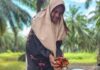 Menyambung Hidup dari Brondolan Sawit di Tengah Sengketa Lahan Seuneubok Pusaka