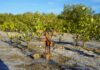 Menjaga Mangrove Lampulo di Tengah Dampak El Nino